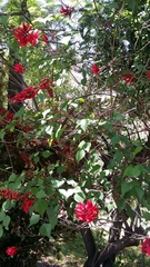 Erythrina corallodendron