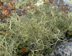 Alectoria ochroleuca