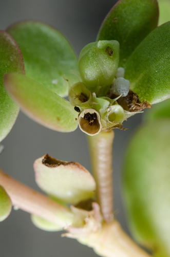 Portulaca granulatostellulata image