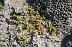 Portulaca granulatostellulata image