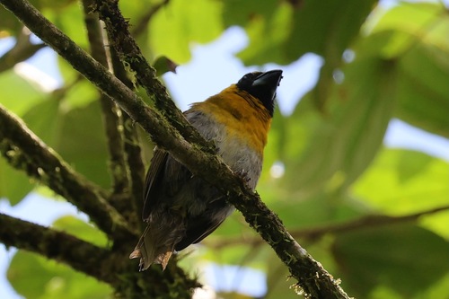 black-faced grosbeak (Caryothraustes poliogaster)