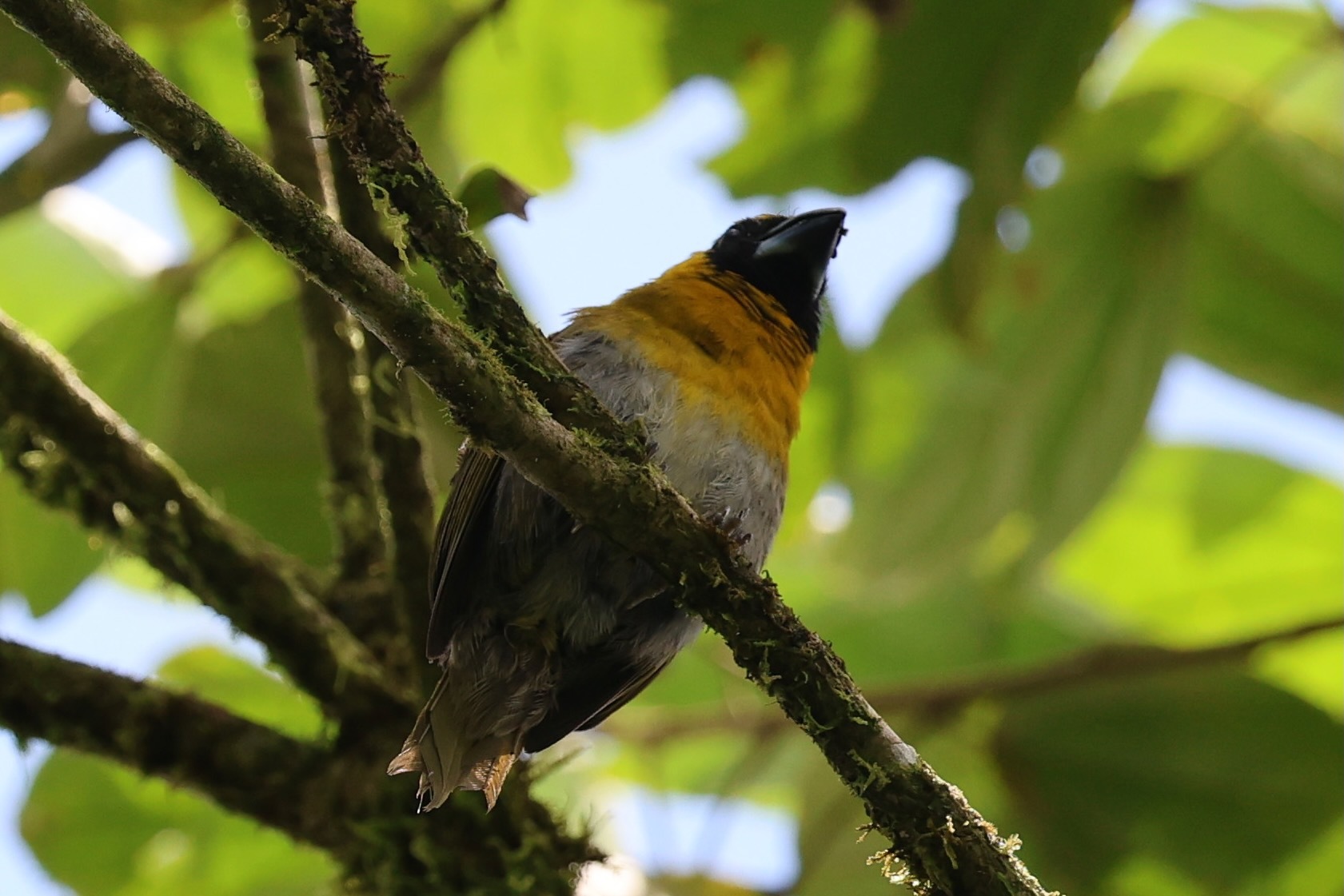 Black-faced Grosbeak (Caryothraustes poliogaster)