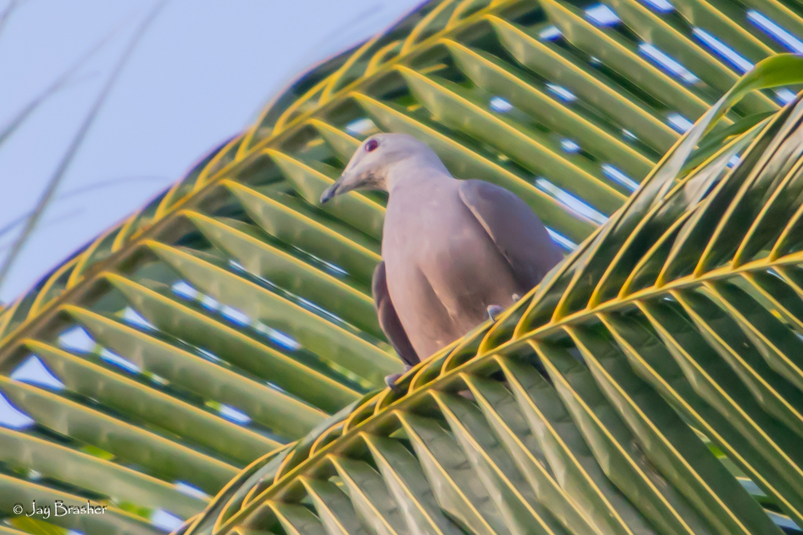 Barking Imperial Pigeon (Ducula latrans), photo 4