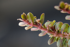 Euphorbia prostrata image