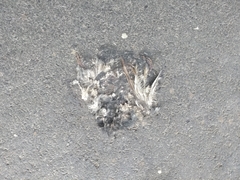 Columba livia domestica