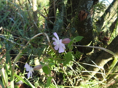 Silene × hampeana