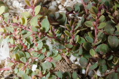 Euphorbia prostrata image