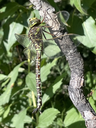 Lake Darner