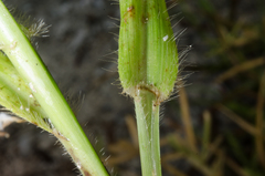 Dactyloctenium ctenoides