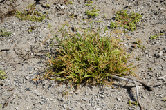 Dactyloctenium ctenoides