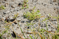 Dactyloctenium ctenoides