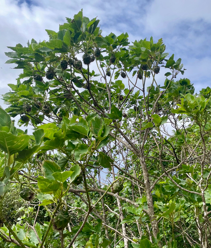 Burr daisytree (Fitchia speciosa)