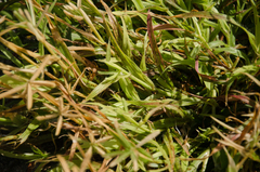 Dactyloctenium ctenoides