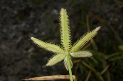 Dactyloctenium ctenoides