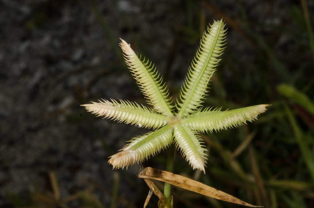 Dactyloctenium ctenioides