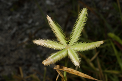 Dactyloctenium ctenoides