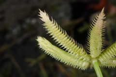 Dactyloctenium ctenoides