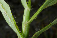 Dactyloctenium ctenoides