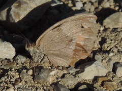 Maniola jurtina