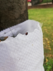 Adalia angulifera
