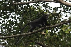 Cercopithecus nictitans