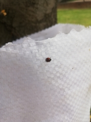 Adalia angulifera
