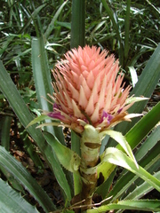 Ananas comosus bracteatus