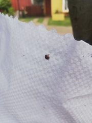 Adalia angulifera