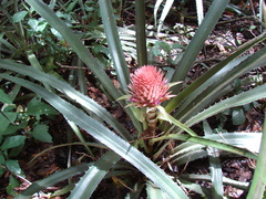 Ananas comosus bracteatus