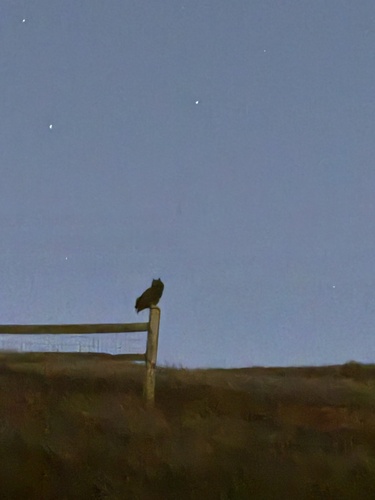 View observation of {o.common_name} on iNaturalist