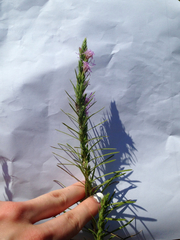 Liatris punctata mucronata