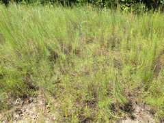 Liatris punctata mucronata