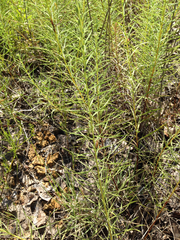 Liatris punctata mucronata