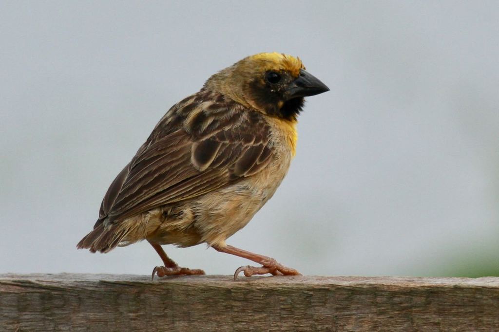 Bob-tailed Weaver photo