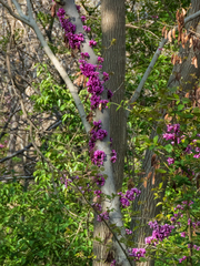 Cercis siliquastrum