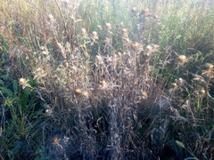 Carlina biebersteinii