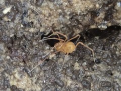 Phalangodidae