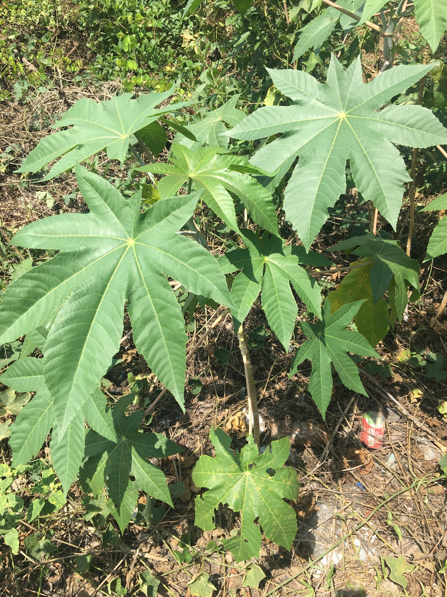 Ricinus communis