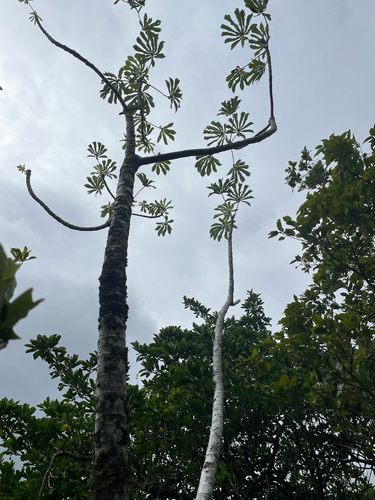Cecropia observed 2025-09-23