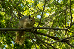 Sciurus anomalus