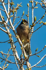 Acridotheres tristis