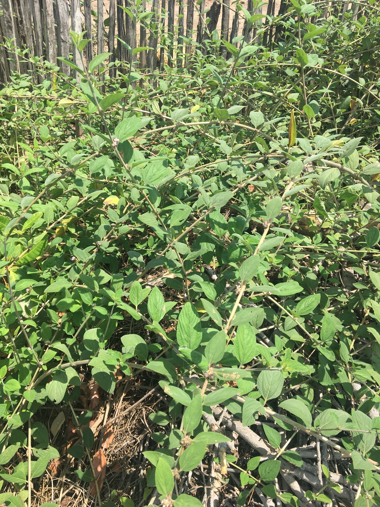 Lippia alba