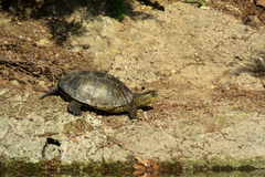 Emys orbicularis persica