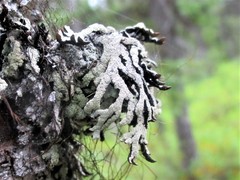 Hypogymnia pulverata