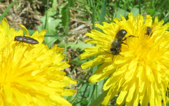 Osmia lignaria propinqua