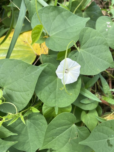Obscure Morning Glory