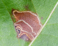 Mompha solomoni