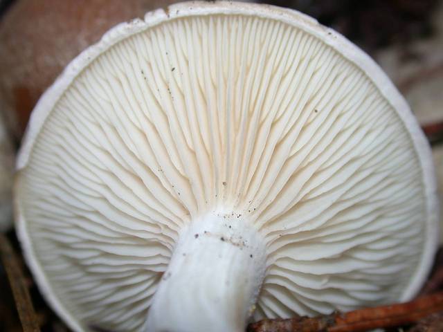 Mushroom - White