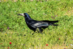 Corvus frugilegus