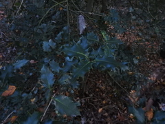 Ilex aquifolium